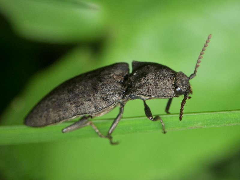 Agrypnus murinus (Linnaeus, 1758)